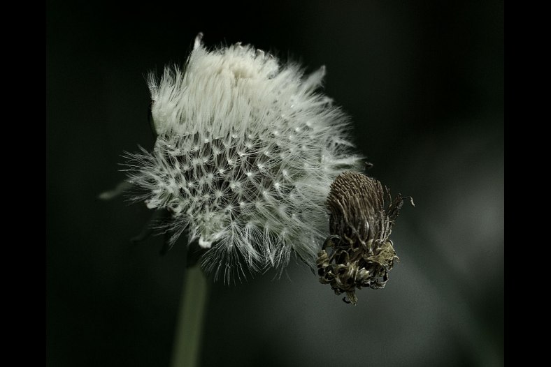 dandelion